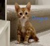 Greyson