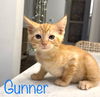 Gunner