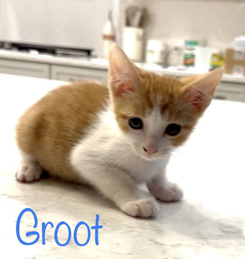 Groot