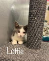 Lottie