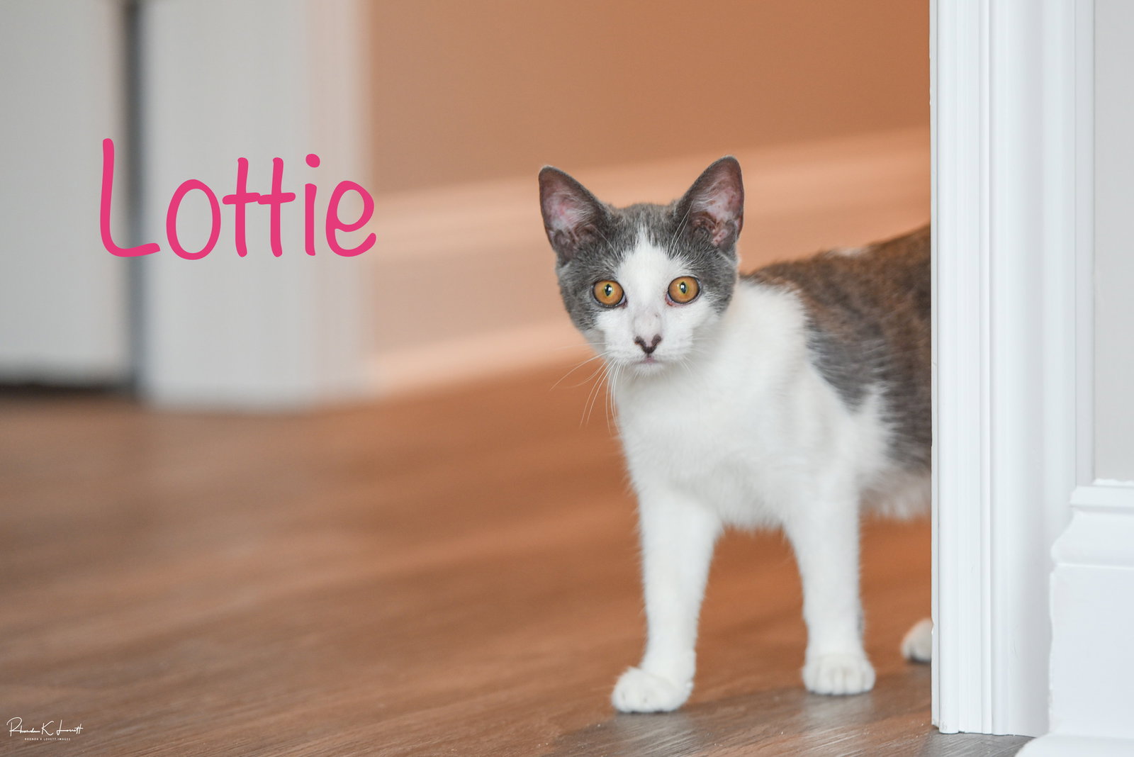 Lottie