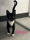 Mag Pie