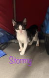 Stormy