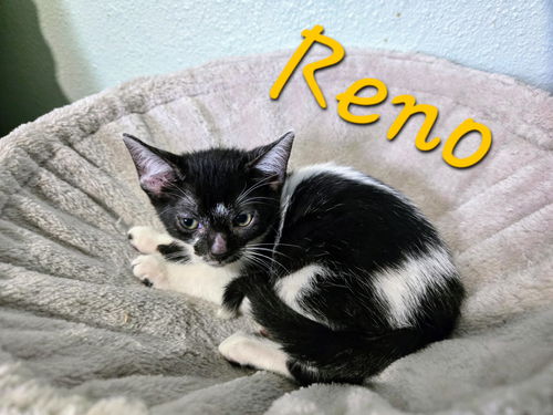 Renoir