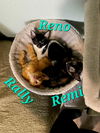 Renoir