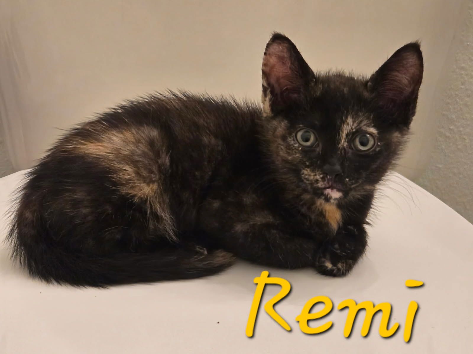 adoptable Cat in Saint Johns, FL named Rembrandt