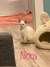 adoptable Cat in  named Nora