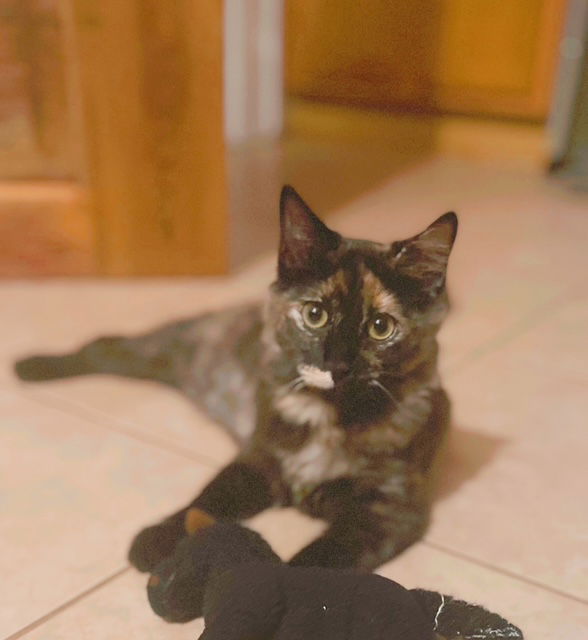 adoptable Cat in Saint Johns, FL named Whiskers