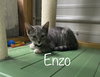 Enzo
