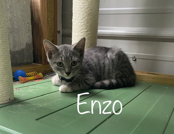 Enzo