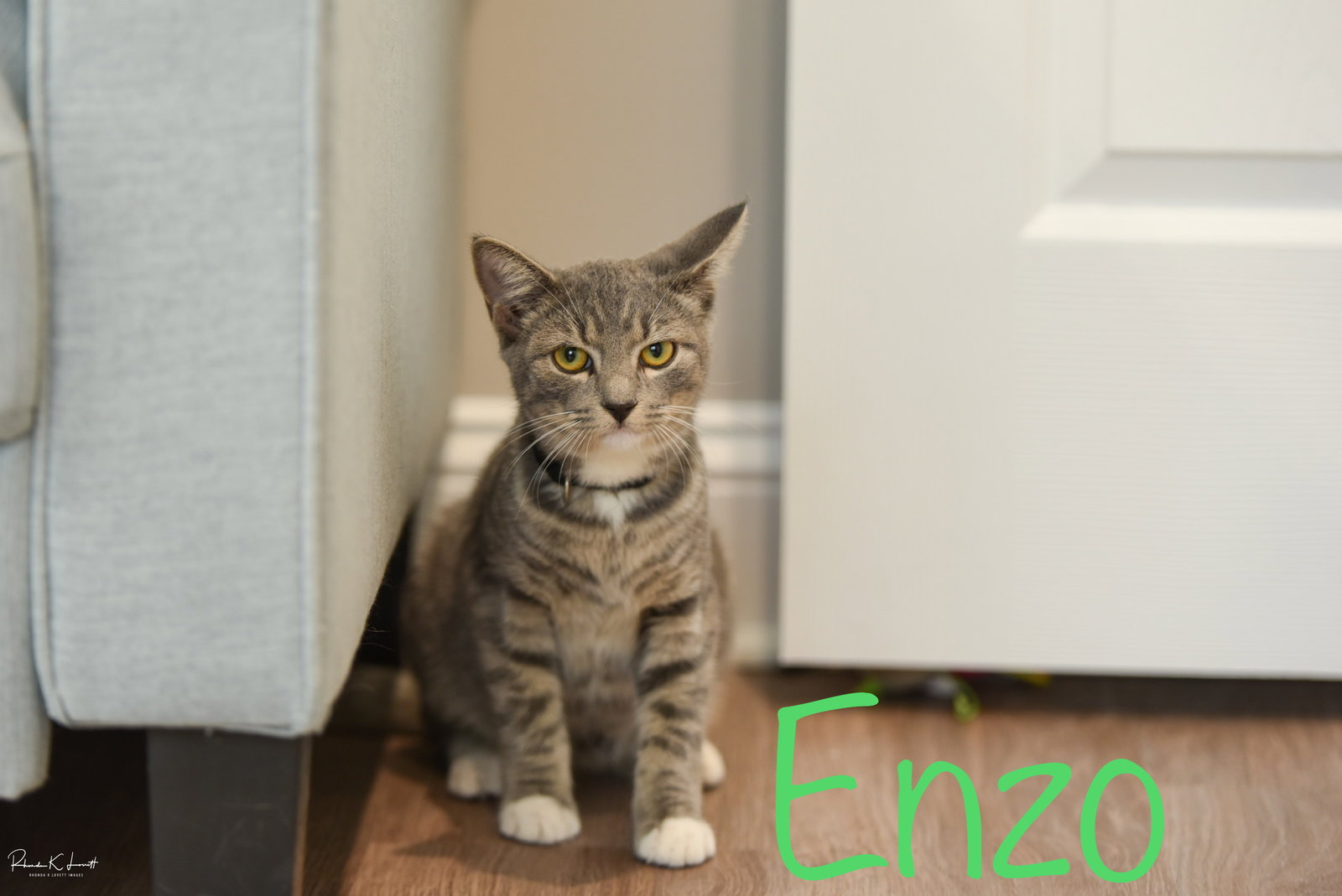 Enzo