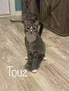 Touz