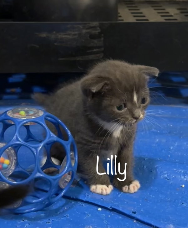 Lilly