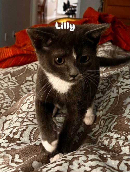 Lilly