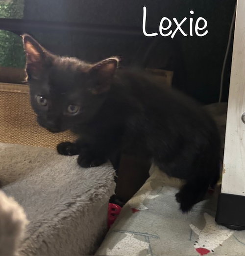Lexie