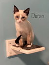 Duran