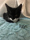 Ivan