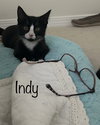 Indy