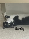 Bentley