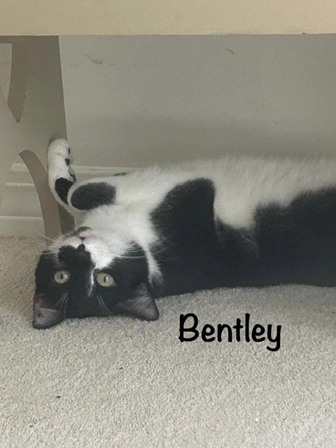 Bentley