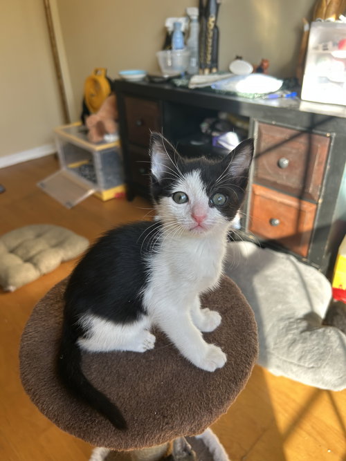 Watson