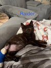Raider
