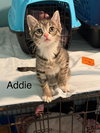 Addie
