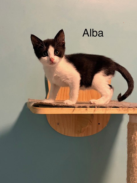 Alba