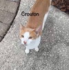 Crouton