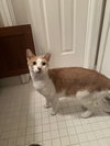 Crouton