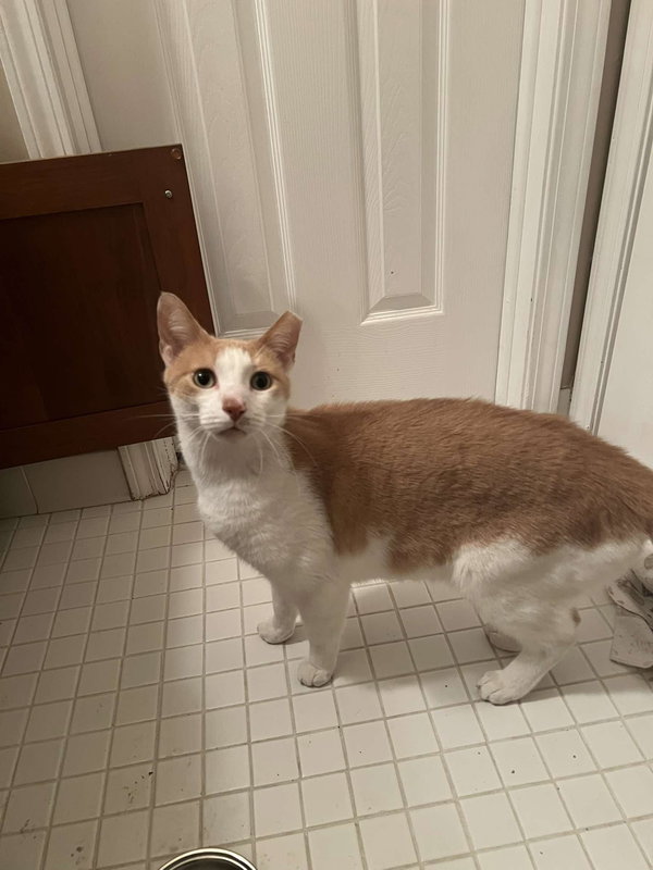 Crouton