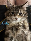 Echo