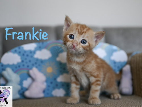 Frankie, an adoptable Domestic Short Hair in St. Johns, FL