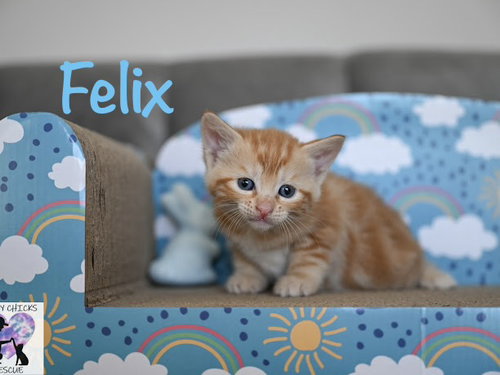 Felix, an adoptable Domestic Short Hair in St. Johns, FL