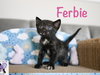Ferbie
