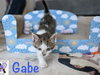 Gabe
