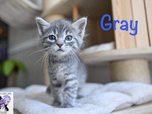 Gray, an adoptable Domestic Short Hair in St. Johns, FL