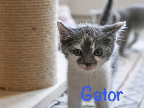 Gator, an adoptable Domestic Short Hair in St. Johns, FL