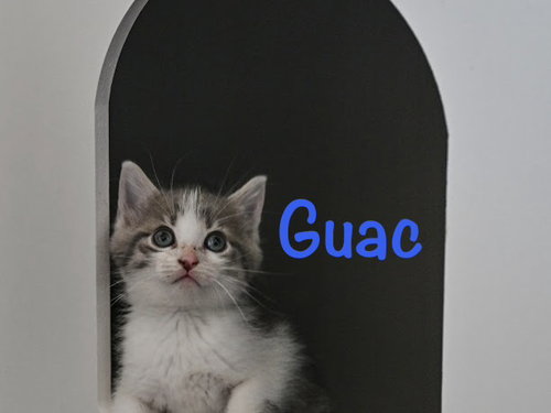Guac, an adoptable Domestic Short Hair in St. Johns, FL