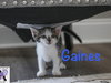 Gaines