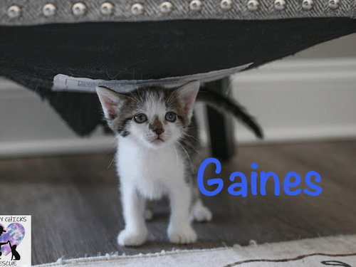 Gaines, an adoptable Domestic Short Hair in St. Johns, FL