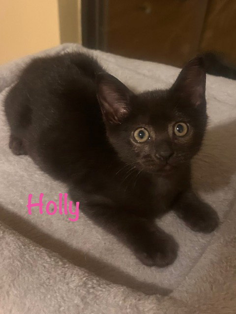 Holly, an adoptable Domestic Short Hair in St. Johns, FL