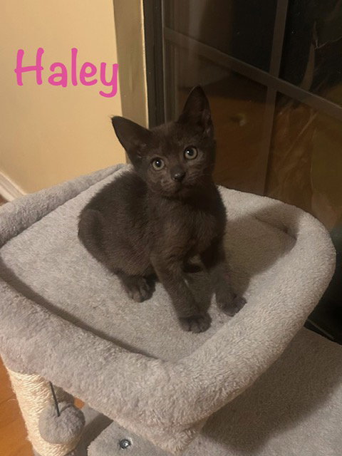 Haley, an adoptable Domestic Short Hair in St. Johns, FL