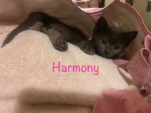 Harmony, an adoptable Domestic Short Hair in St. Johns, FL