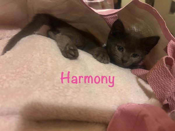 Harmony
