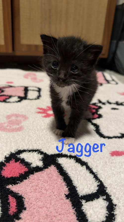 Jagger, an adoptable Domestic Short Hair in St. Johns, FL