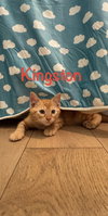 Kingston