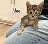 Vee