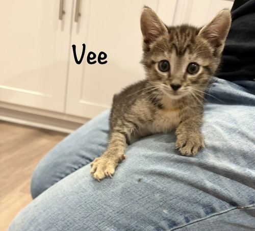 Vee, an adoptable Domestic Short Hair in St. Johns, FL