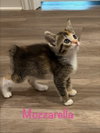 Mozzarella
